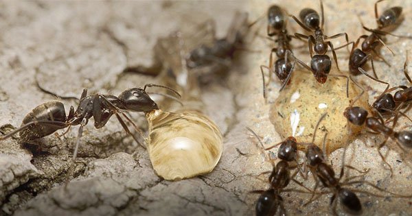 sperma, air mani, dikeremuni semut, mukhlis mj sperma, air mani, dikeremuni semut, mukhlis mj